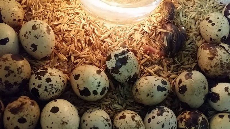 Kỹ thuật nuôi chim cút đẻ trứng. Cách ấp trứng và nuôi chim cút mới nở