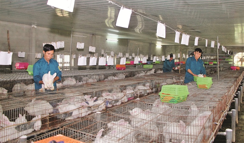 Giá thỏ giống và thỏ thịt hiện nay. Trang trại bán thỏ giống trên cả nước