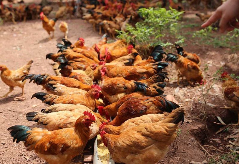 Giá gà ta giống, thịt và trứng. Trang trại cung cấp gà ta giống trên cả nước