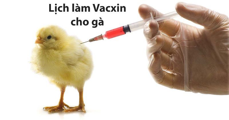 Lịch tiêm vacxin cho gà thả vườn. Bảng giá các loại vacxin cho gà