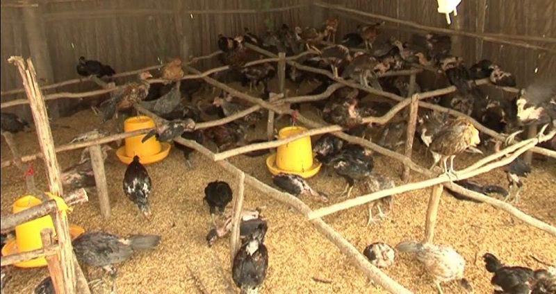 Cách làm chuồng nuôi gà thả vườn. Chi phí xây chuồng cho gà thả vườn
