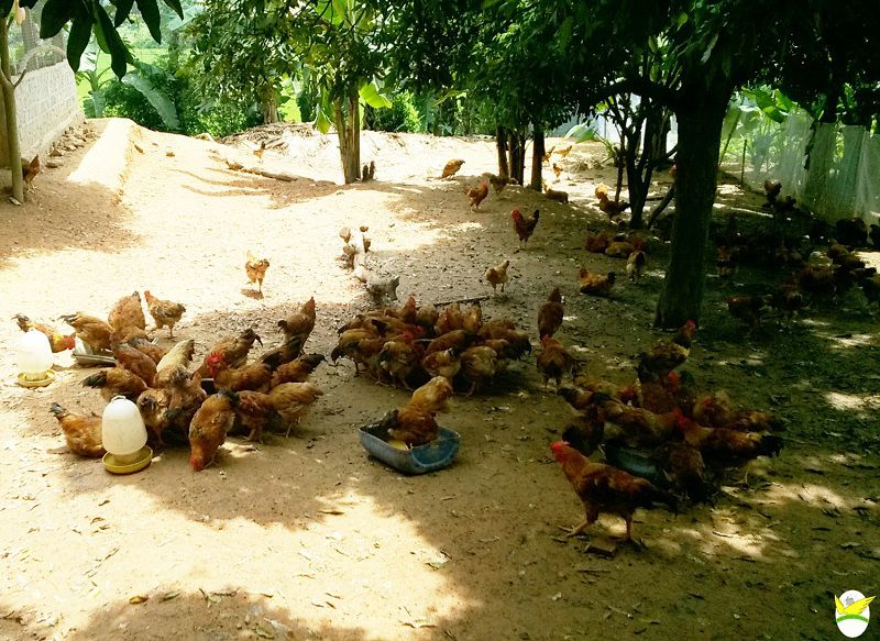Lịch tiêm vacxin cho gà thả vườn. Bảng giá các loại vacxin cho gà