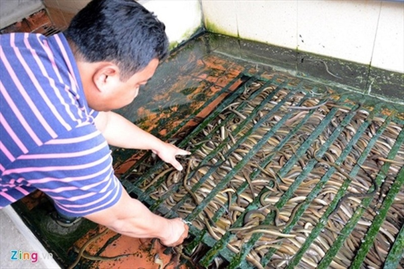 Hướng dẫn kỹ thuật nuôi lươn không bùn trong bể xi măng