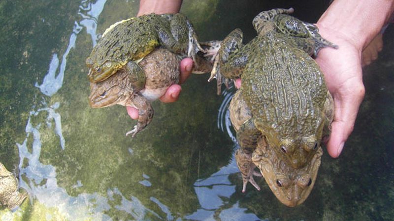 Ếch sinh sản. Hướng dẫn kỹ thuật nuôi ếch sinh sản