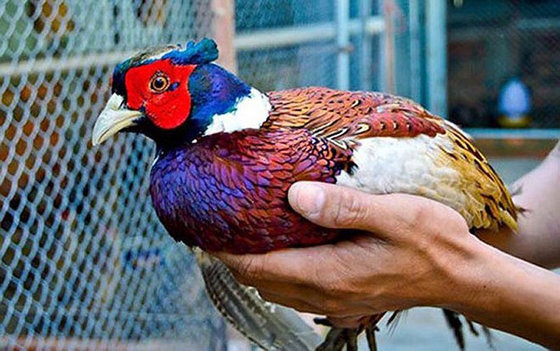 Kỹ thuật nuôi chim trĩ đỏ. Thức ăn cho chim trĩ đỏ. Làm chuồng nuôi trĩ đỏ