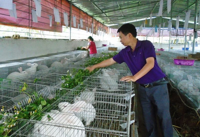Hướng dẫn cách làm chuồng nuôi thỏ thịt và thỏ sinh sản