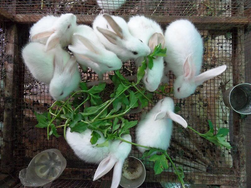Thức ăn nuôi thỏ thịt và thỏ sinh sản theo từng giai đoạn