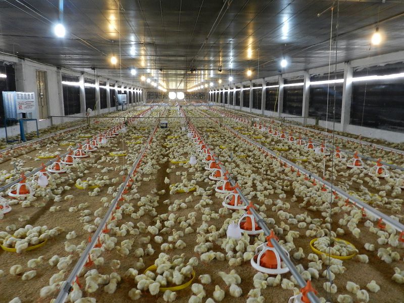Hướng dẫn cách làm chuồng nuôi gà thịt và gà đẻ trứng