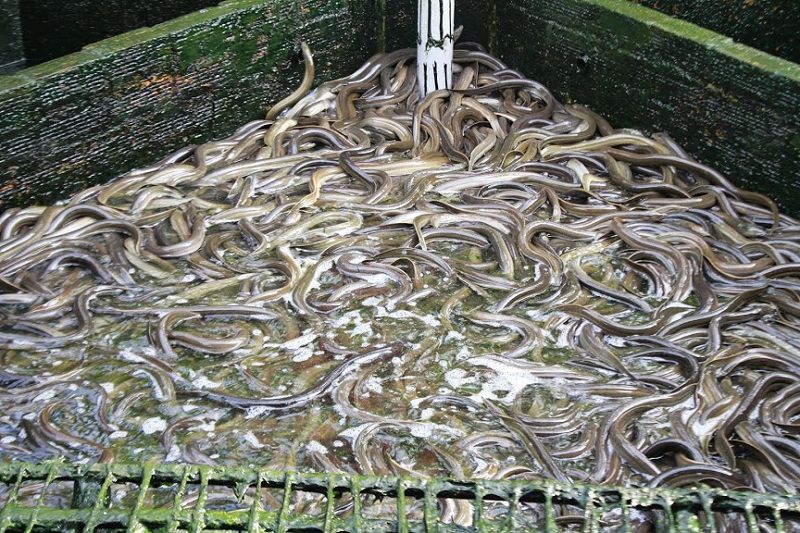 Giá lươn giống và lươn thịt hiện nay. Địa chỉ mua lươn giống trên cả nước