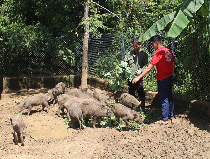 Giống lợn rừng Thái Lan. Giá bán và địa chỉ bán lợn rừng Thái Lan giống