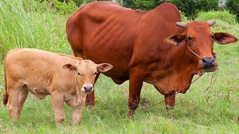 Cách chọn bò giống sinh sản tốt. Kỹ thuật chăn nuôi bò sinh sản