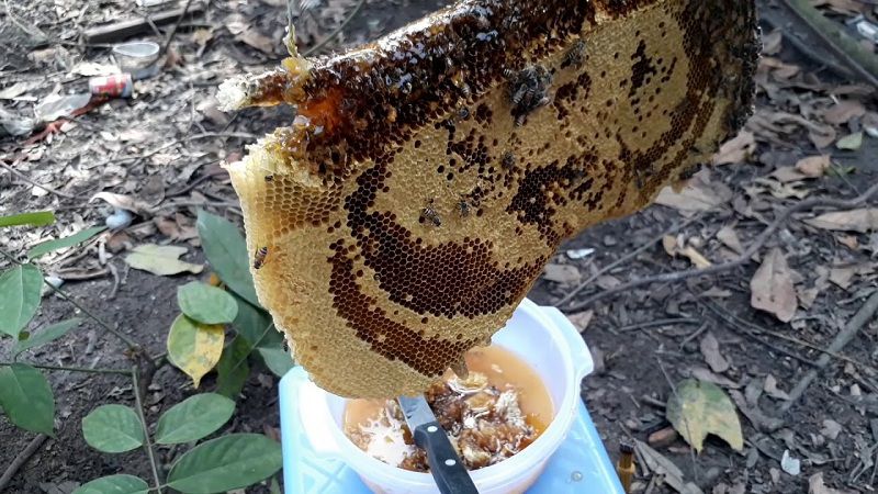 Giá ong mật giống. Giá mật ong nuôi. Địa chỉ bán ong mật giống uy tín