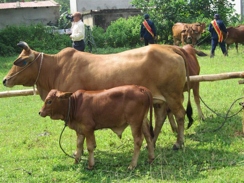 Hướng dẫn phối giống cho bò. Cách nhận biết bò có thai và bò sắp đẻ