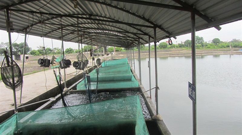 Mua cá giống ở đâu? Các trại cá giống lớn nhất và uy tín nhất tại Hà Nội