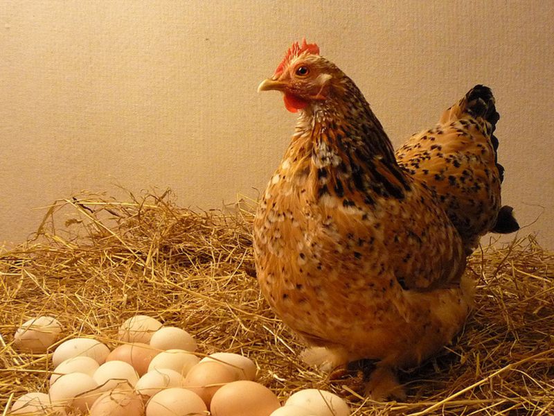 Tại sao gà đẻ trứng non? Làm sao để gà hết đẻ trứng non?