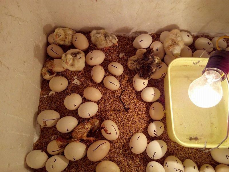 Trứng gà bỏ tủ lạnh có ấp được không? Cách bảo quản trứng gà để ấp